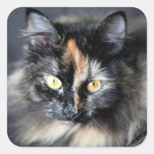 Siberische kat vierkante sticker