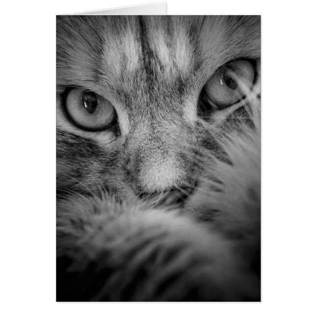 Siberische kattenoja blanco kaart (Voorkant)