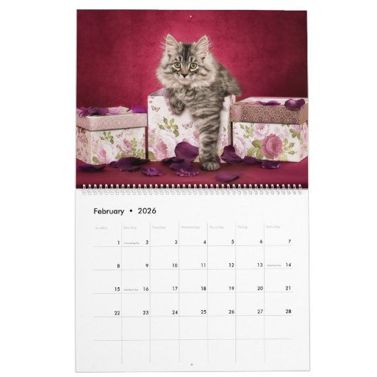 Siberische Kittens kalender (Feb 2026)