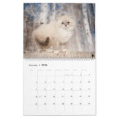 Siberische Kittens kalender (Jan 2026)