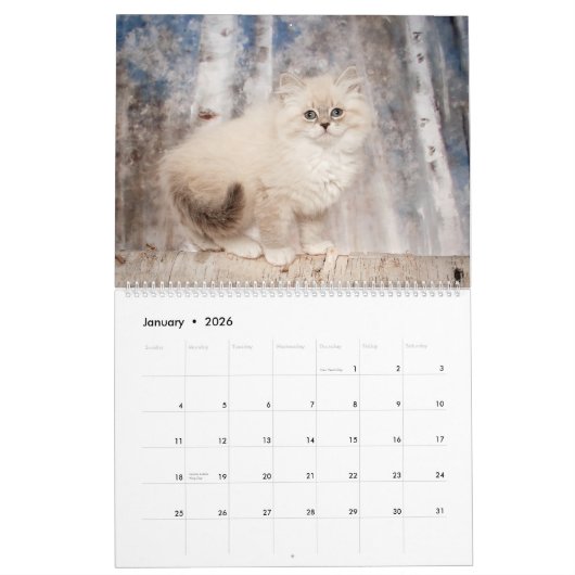 Siberische Kittens kalender (Jan 2026)