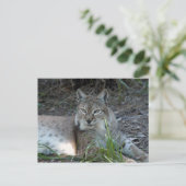 siberische lynx 017 briefkaart (Staand voorkant)