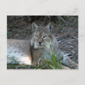 siberische lynx 017 briefkaart (Voorkant)