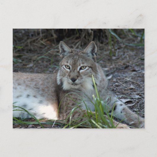 siberische lynx 017 briefkaart (Voorkant)