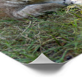 siberische lynx 027 poster (Hoek)