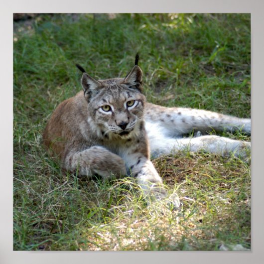 siberische lynx 027 poster (Voorkant)