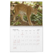 Siberische lynx 034, Siberië Lynx Kalender (Feb 2027)