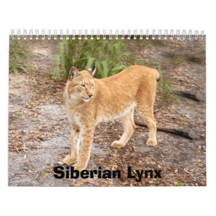 Siberische lynx 034, Siberië Lynx Kalender