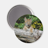Siberische Lynx Kitten Magneet (Voorkant / Achterkant)