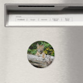 Siberische Lynx Kitten Magneet (Insitu (Vaatwasser))