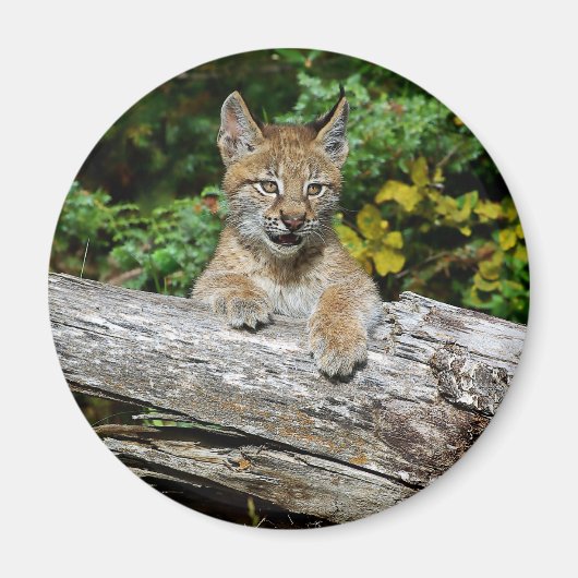 Siberische Lynx Kitten Magneet (Voorkant)