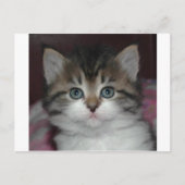Siberische tablet/White Kitten Briefkaart (Voorkant)