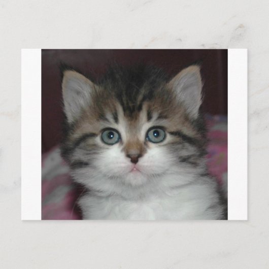 Siberische tablet/White Kitten Briefkaart (Voorkant)