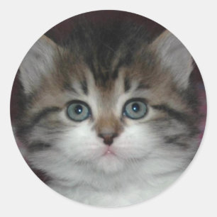 Siberische tablet/White Kitten Ronde Sticker