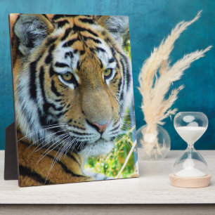 Siberische Tijger, Amur Tijger Fotobord Fotoplaat