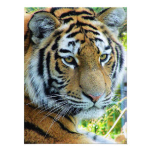 Siberische Tijger, Amur Tijger Fotopapier Foto Afdruk
