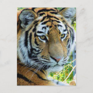 Siberische Tijger, Amur Tijger Postkaart