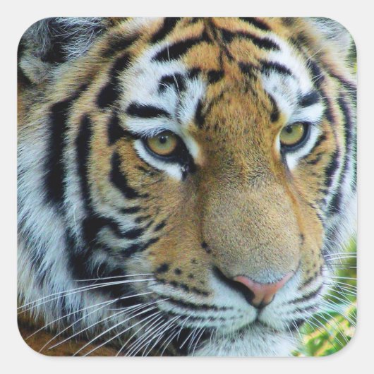 Siberische Tijger, Amur Tijger Sticker (Voorkant)