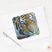 Siberische Tijger, Amur Tijger Sticker (Envelop)