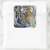 Siberische Tijger, Amur Tijger Sticker (Tas)