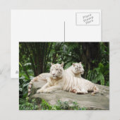Siberische tijger briefkaart (Voorkant / Achterkant)