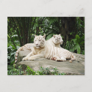 Siberische tijger briefkaart