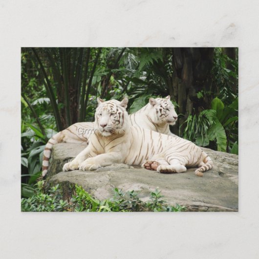 Siberische tijger briefkaart (Voorkant)