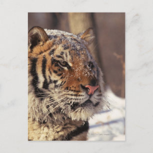Siberische tijger briefkaart