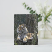 Siberische tijger briefkaart (Staand voorkant)
