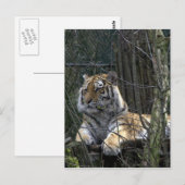 Siberische tijger briefkaart (Voorkant / Achterkant)