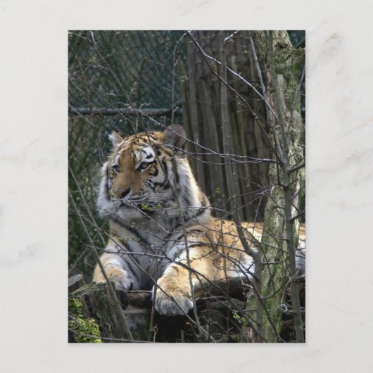 Siberische tijger briefkaart (Voorkant)