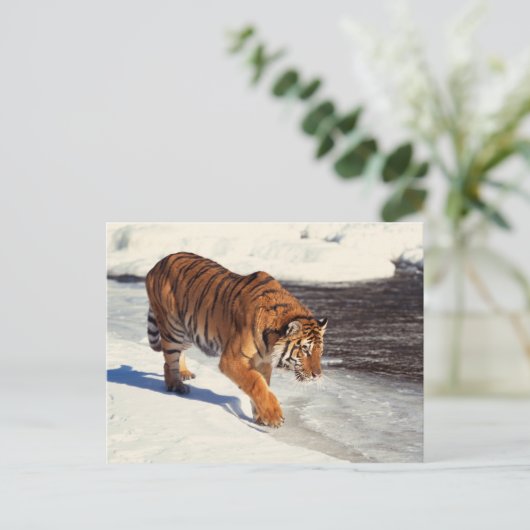 Siberische tijger briefkaart (Staand voorkant)