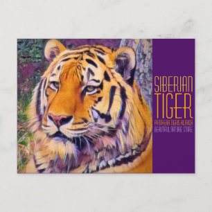 Siberische tijger [Briefkaart] Briefkaart
