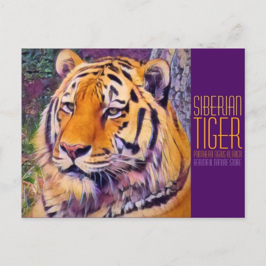 Siberische tijger [Briefkaart] Briefkaart (Voorkant)