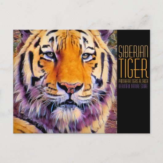 Siberische tijger [Briefkaart] Briefkaart (Voorkant)