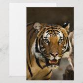 Siberische Tijger Briefpapier (Voorkant / Achterkant)