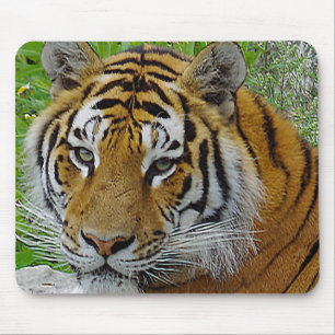 Siberische Tijger Close-up Foto van Gezicht Muismat