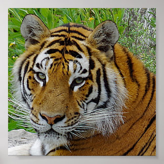 Siberische Tijger Close-up Foto van Gezicht Poster