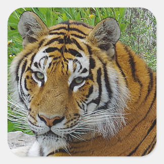 Siberische Tijger Close-up Foto van Gezicht Vierkante Sticker