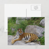 Siberische tijger die op een rots ligt briefkaart (Voorkant / Achterkant)