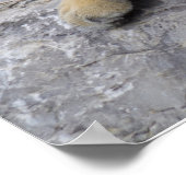 Siberische tijger die op een rots ligt poster (Hoek)