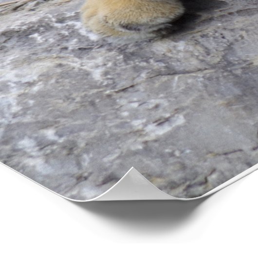 Siberische tijger die op een rots ligt poster (Hoek)