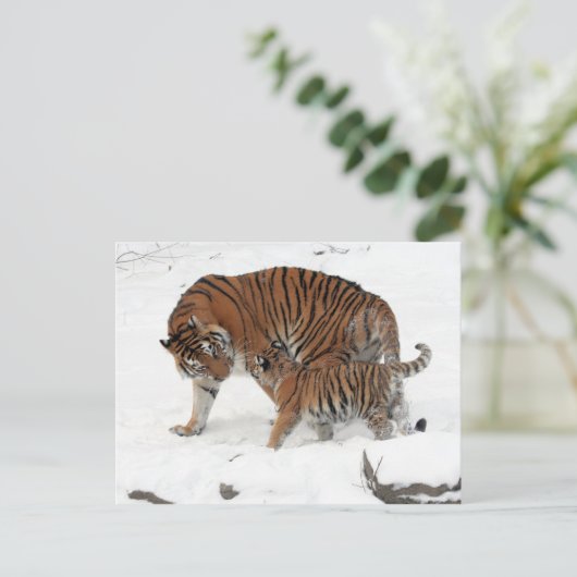 Siberische tijger en Cub Briefkaart (Staand voorkant)