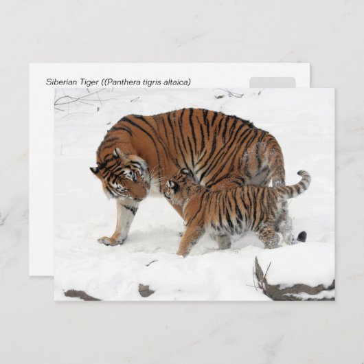 Siberische tijger en Cub Briefkaart (Voorkant / Achterkant)