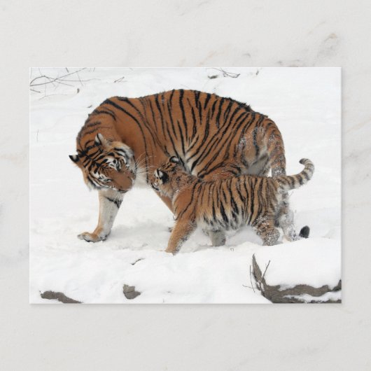 Siberische tijger en Cub Briefkaart (Voorkant)