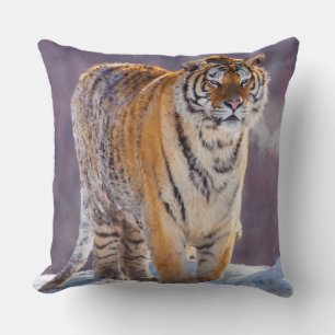 Siberische tijger in de sneeuw, China Kussen