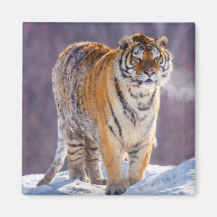 Siberische tijger in de sneeuw, China Magneet