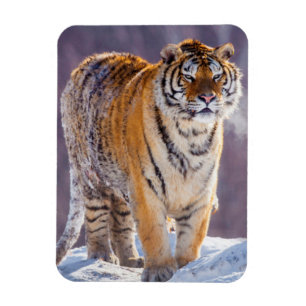 Siberische tijger in de sneeuw, China Magneet