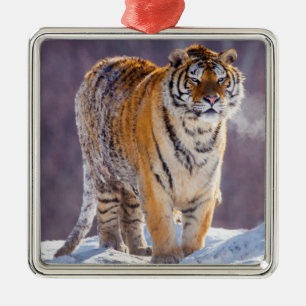 Siberische tijger in de sneeuw, China Metalen Ornament