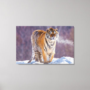 Siberische tijger in sneeuw, China Canvas Afdruk